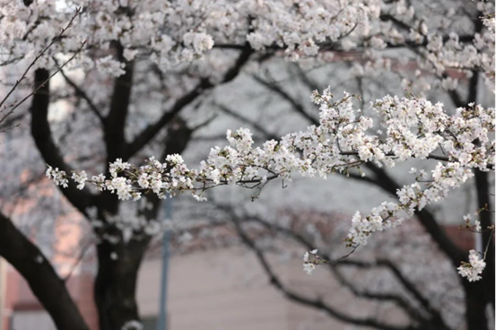 说明: //rcb.hswzcn.net/__local/0/0E/1A/F90418D62B9F0009BCED62872C7_74EA8EE1_1382B8.png